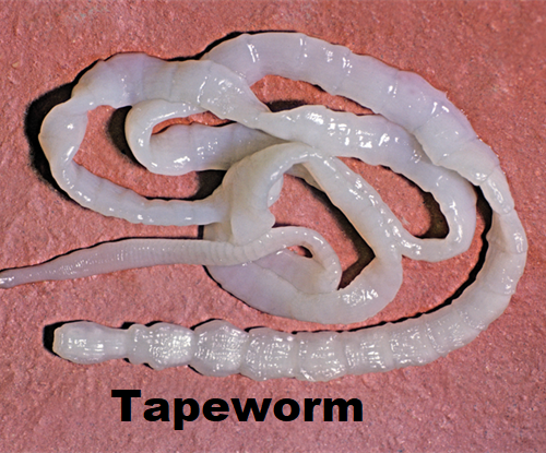 Parasite Tapeworm