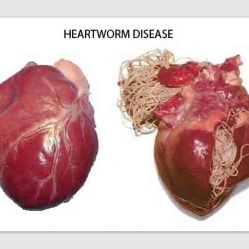 Parasites Heartworm