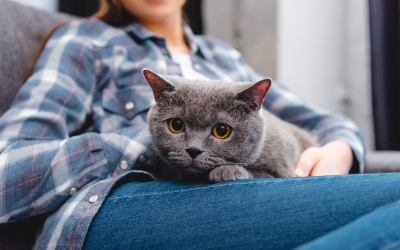 image for December is Cat Lovers Month!